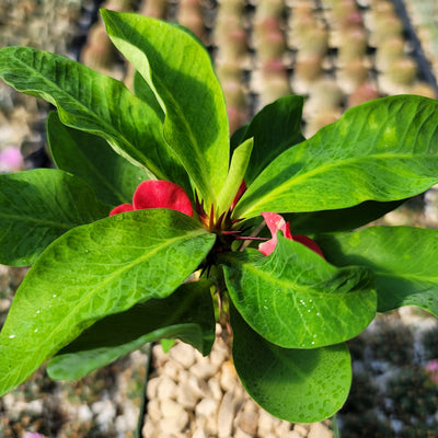 Euphorbia milii grandiflora Khurap Sian