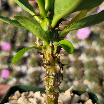 Euphorbia milii grandiflora Khurap Sian