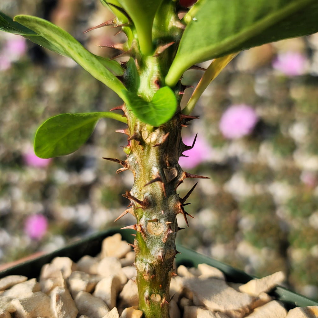 Euphorbia milii grandiflora Khurap Sian