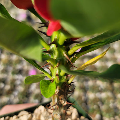 Euphorbia milii grandiflora Khurap Sian