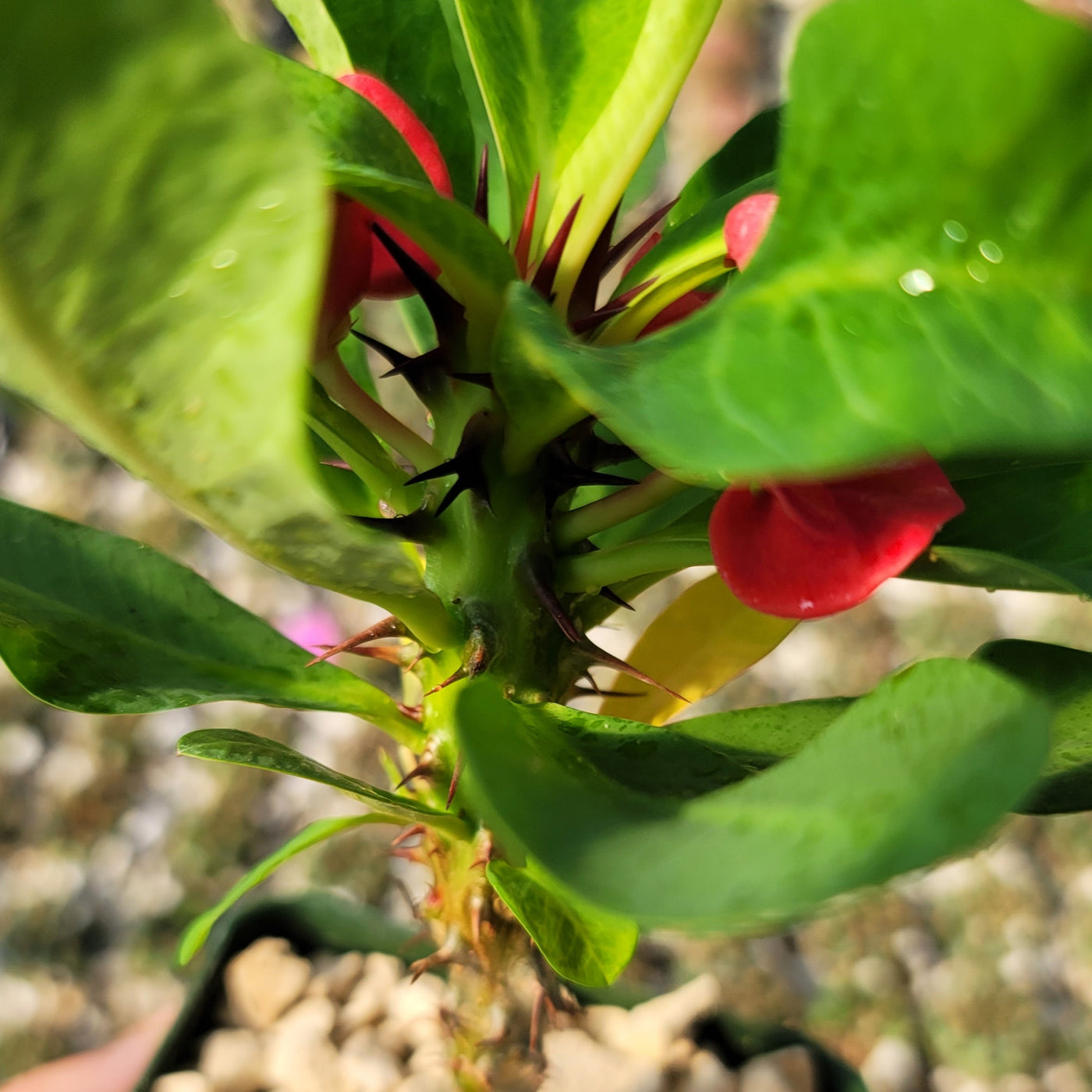 Euphorbia milii grandiflora Khurap Sian