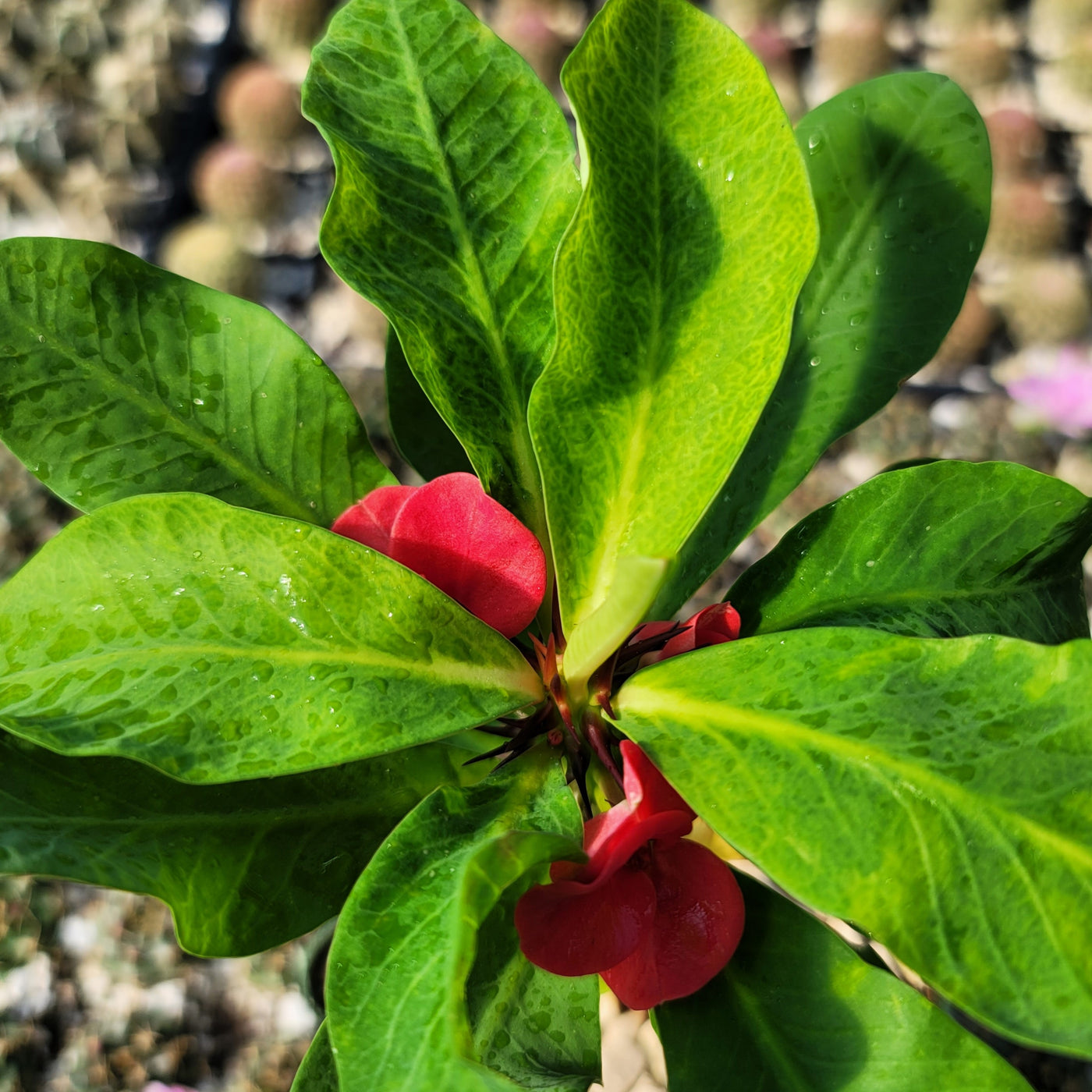 Euphorbia milii grandiflora Khurap Sian