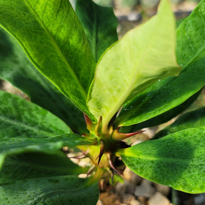 Euphorbia milii grandiflora Muang Rassami