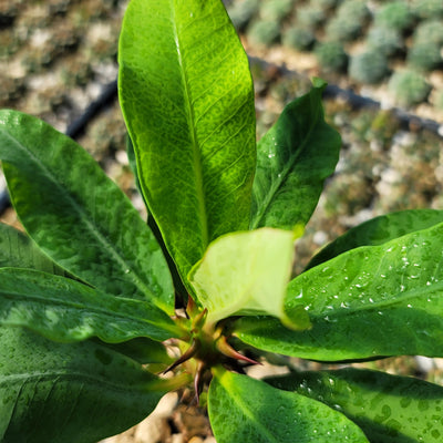 Euphorbia milii grandiflora Muang Rassami