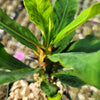 Euphorbia milii grandiflora Muang Rassami