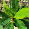 Euphorbia milii grandiflora Muang Rassami