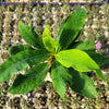 Euphorbia milii grandiflora Muang Rassami