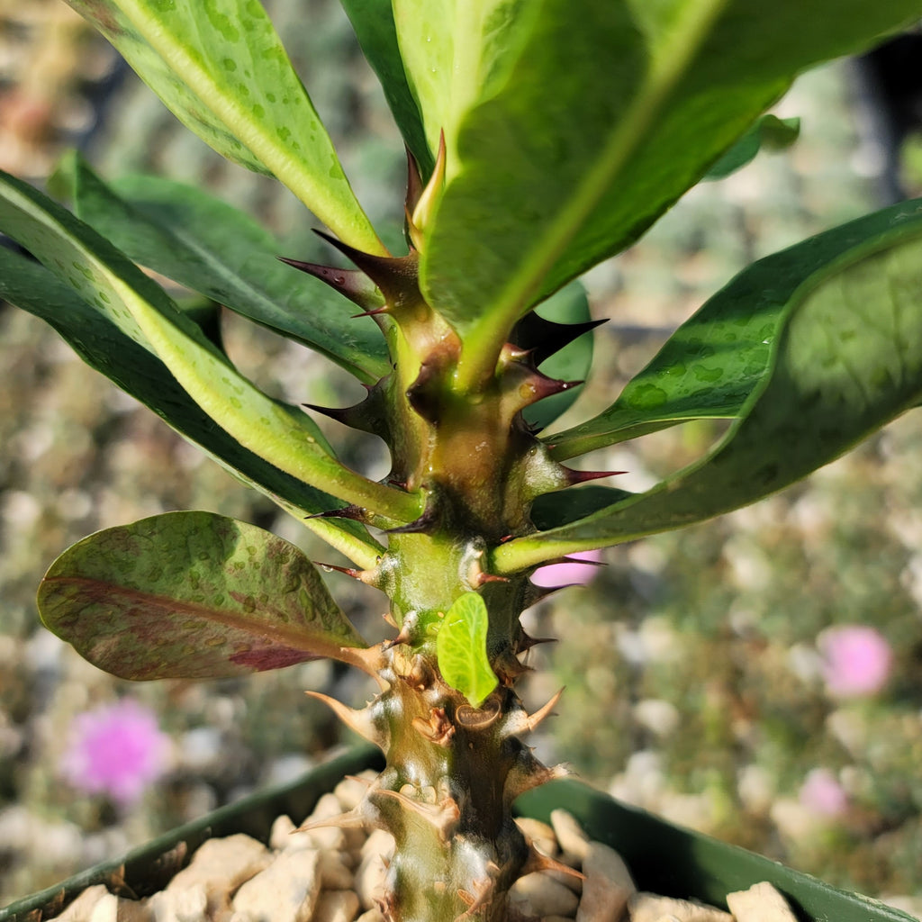Euphorbia milii grandiflora Muang Rassami
