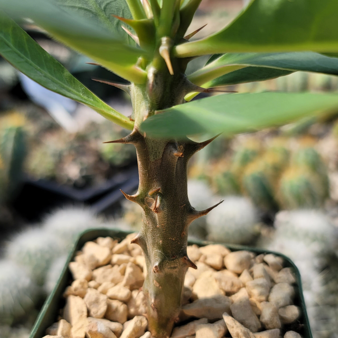 Euphorbia milii grandiflora nam chock