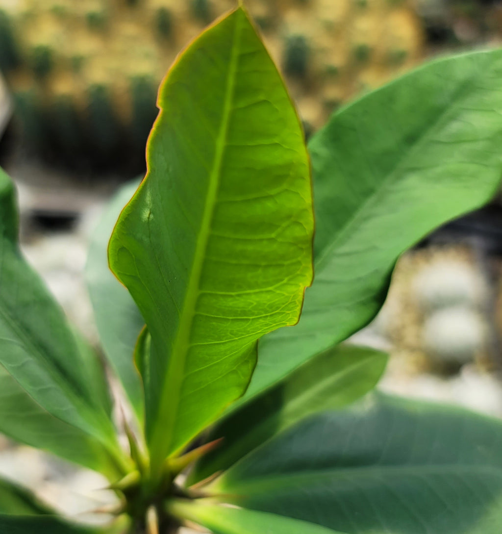 Euphorbia milii grandiflora nam chock-Yellow Red
