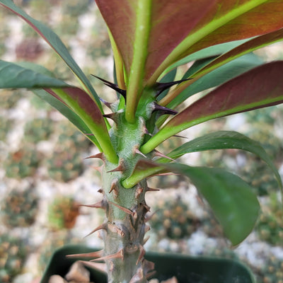 Euphorbia milii grandiflora sri suparat