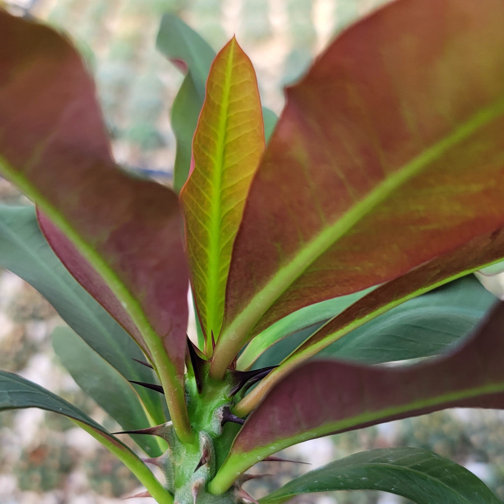 Euphorbia milii grandiflora sri suparat-Red