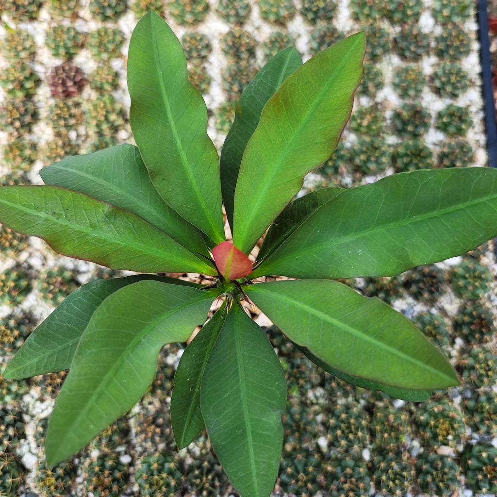 Euphorbia milii grandiflora sri suparat-Red