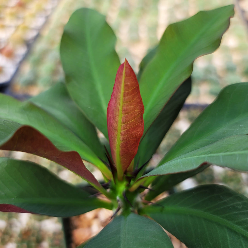 Euphorbia milii grandiflora sri suparat-Red