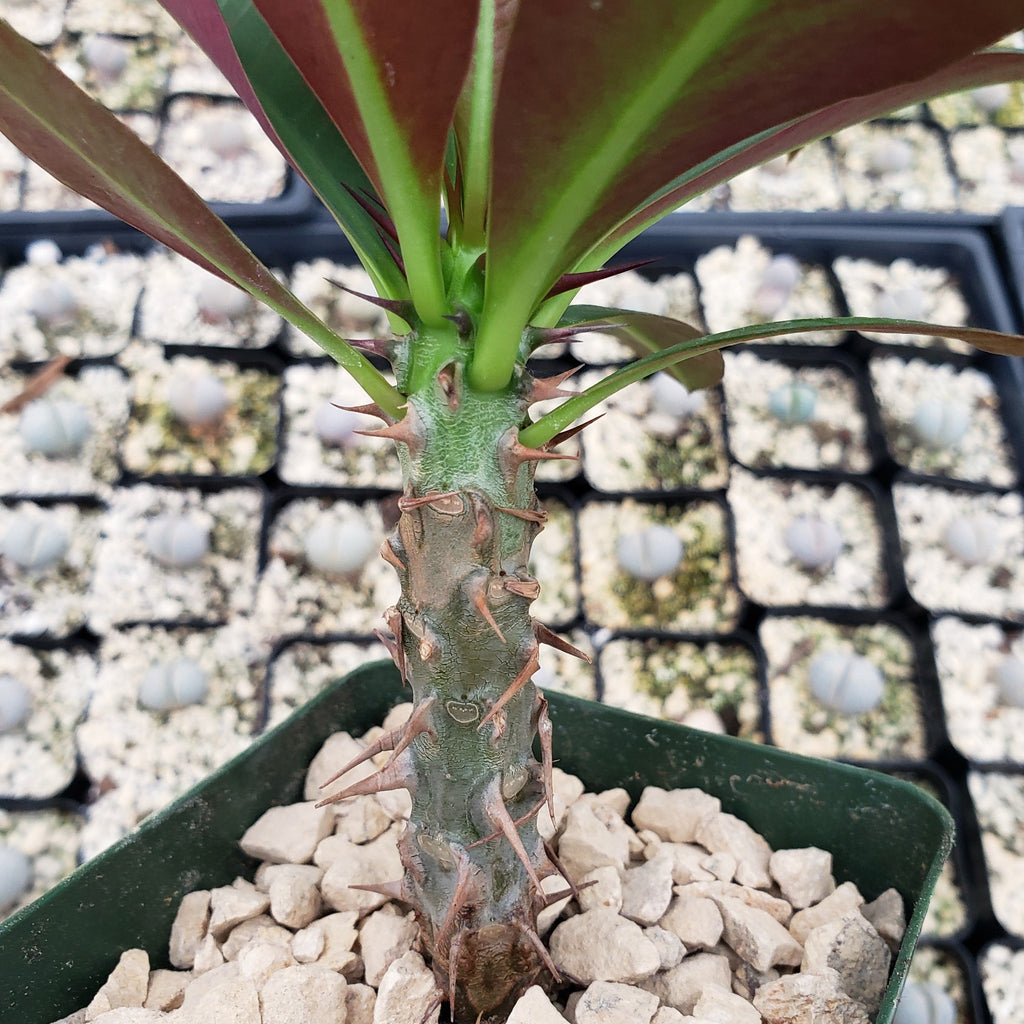 Euphorbia milii grandiflora sri suparat-Red