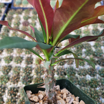 Euphorbia milii grandiflora sri suparat