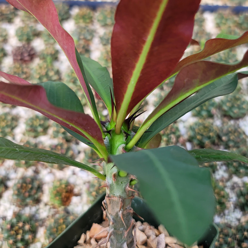 Euphorbia milii grandiflora sri suparat-Red