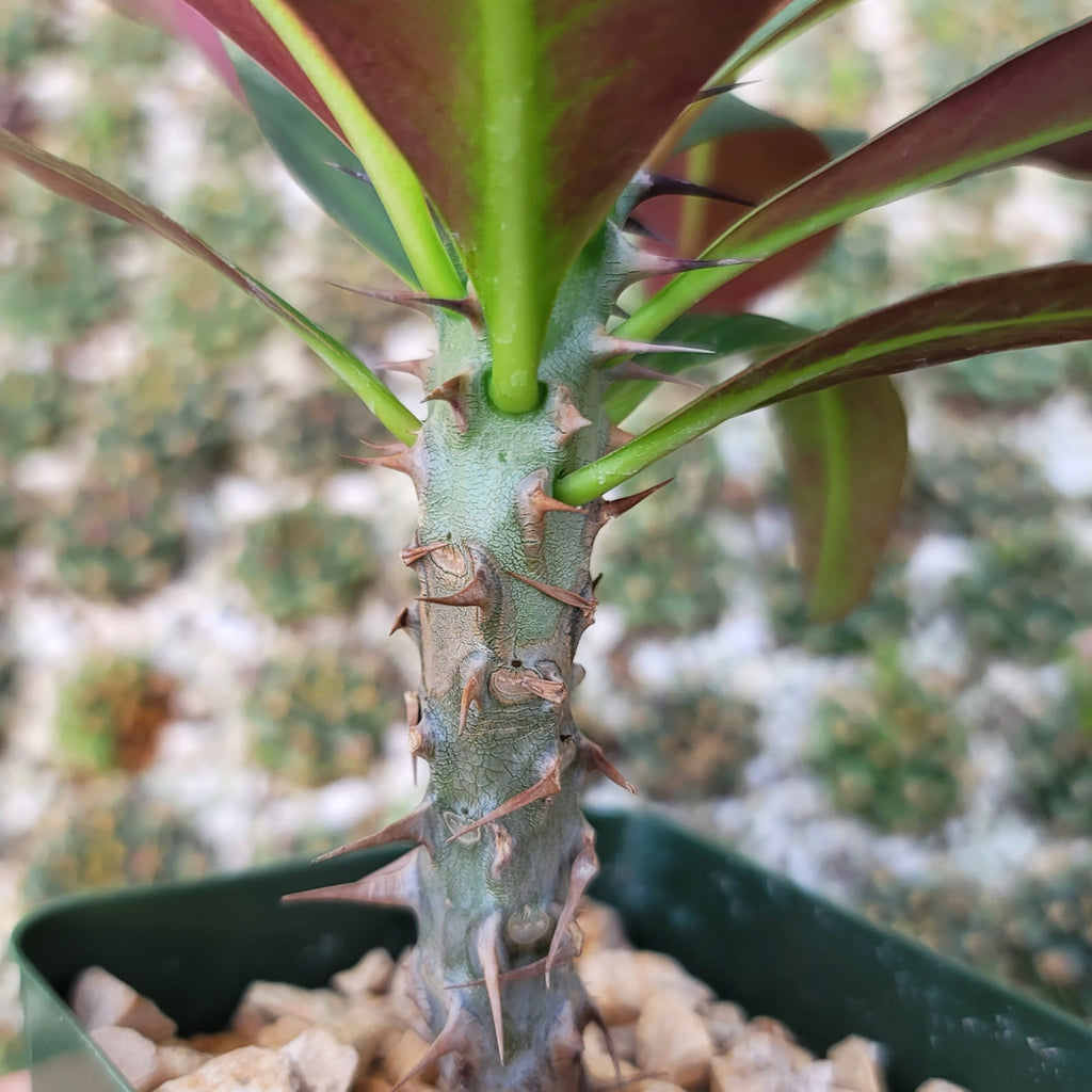 Euphorbia milii grandiflora sri suparat-Red
