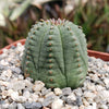 Euphorbia Obesa Hybrid