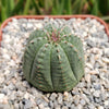 Euphorbia Obesa Hybrid