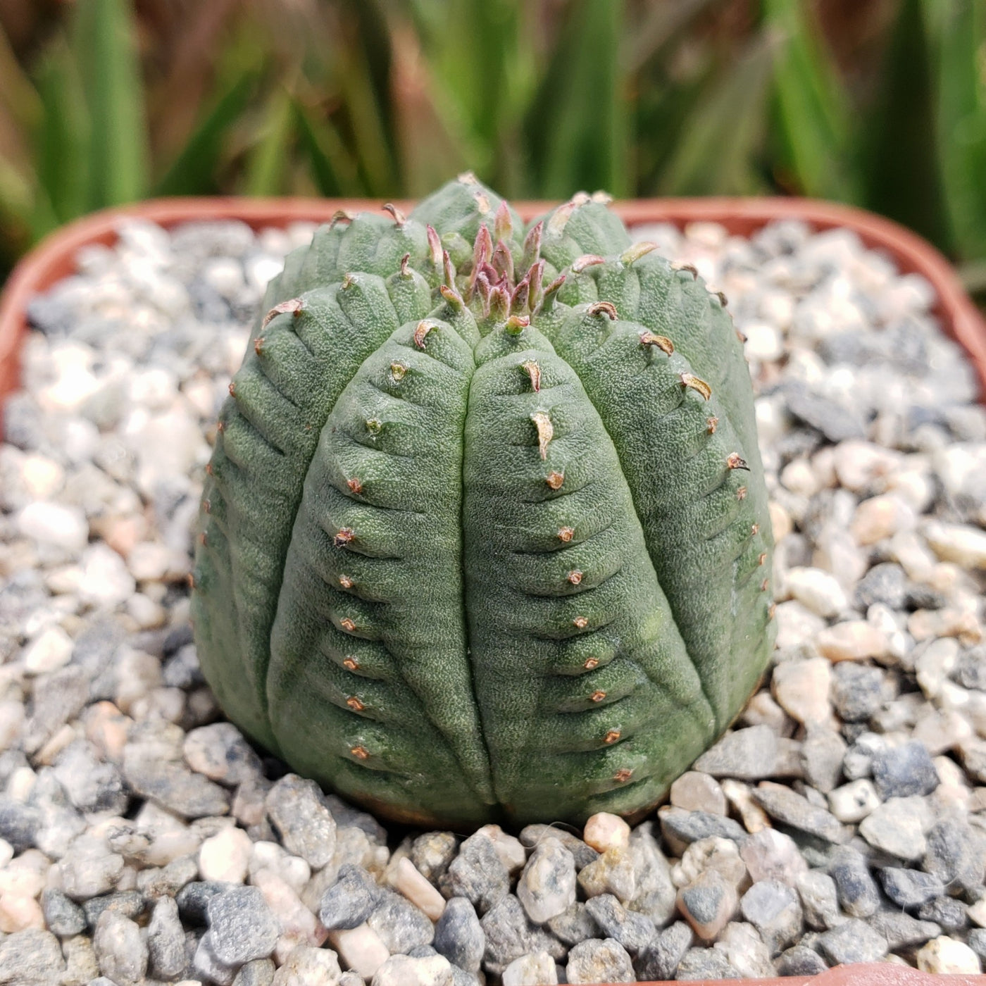 Euphorbia obesa hybrid