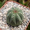 Euphorbia Obesa Hybrid