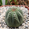 Euphorbia Obesa Hybrid