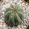 Euphorbia Obesa Hybrid