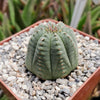 Euphorbia Obesa Hybrid