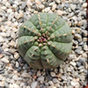 Euphorbia Obesa Hybrid