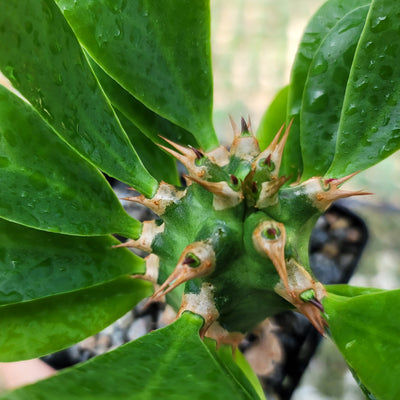 Euphorbia poissonii hybrid