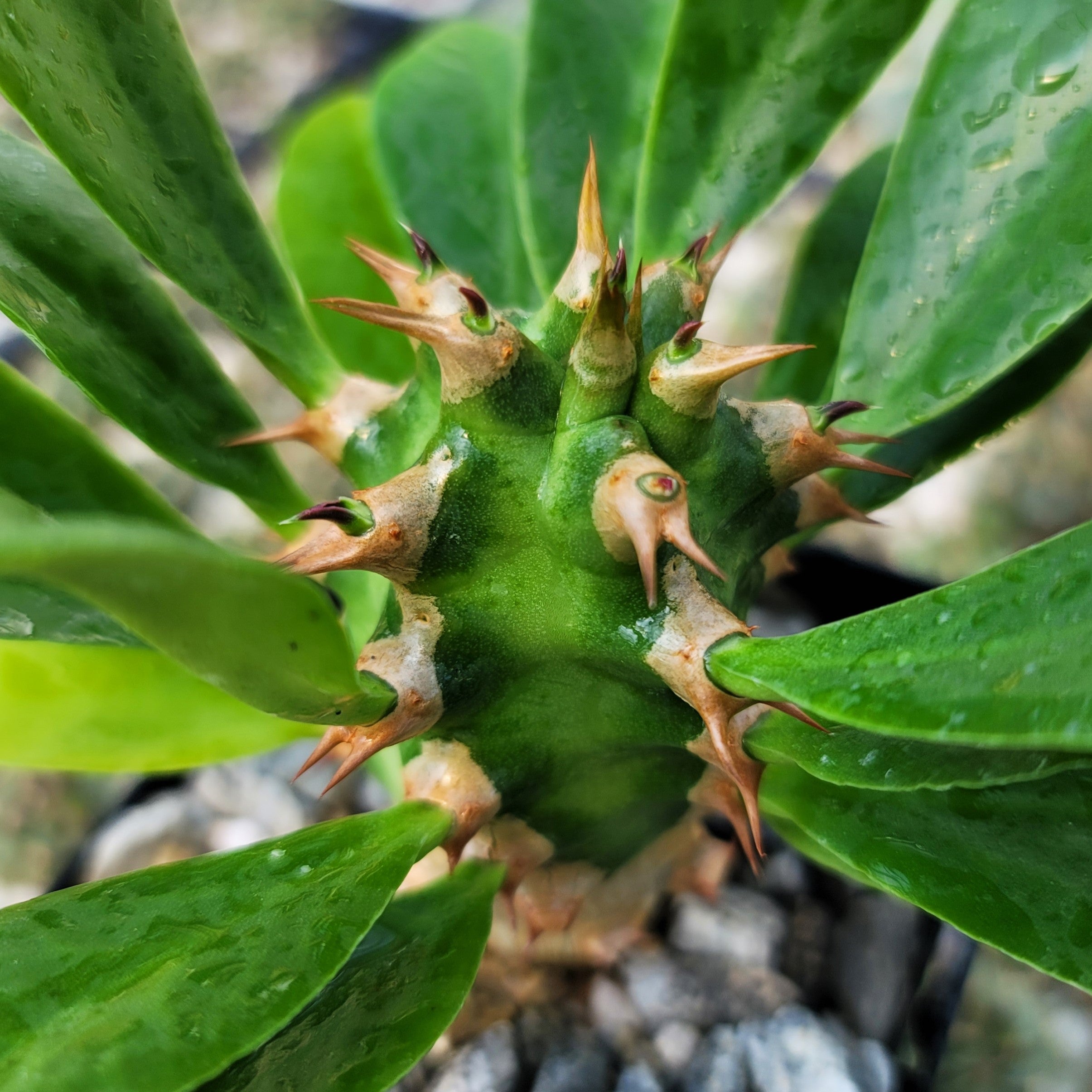 Euphorbia poissonii hybrid