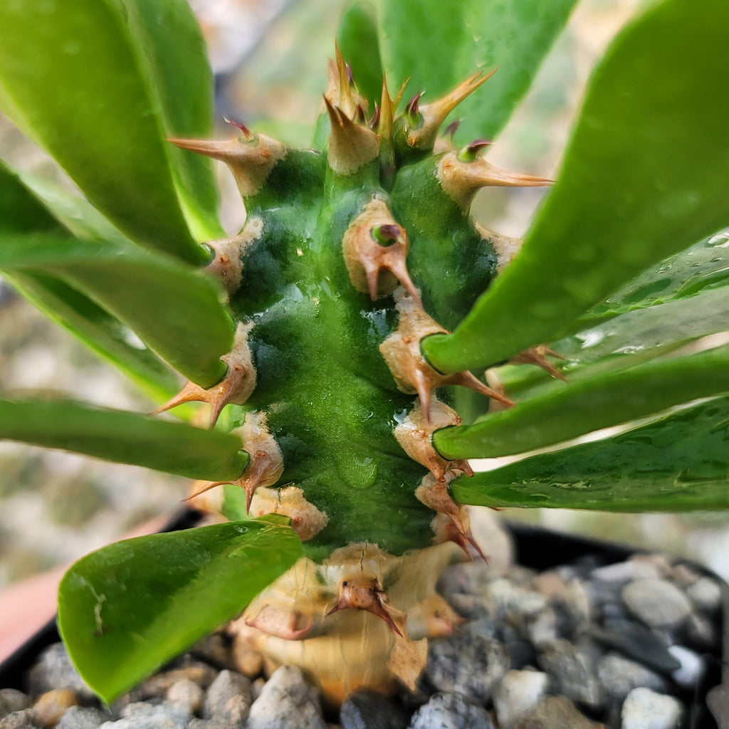Euphorbia poissonii hybrid