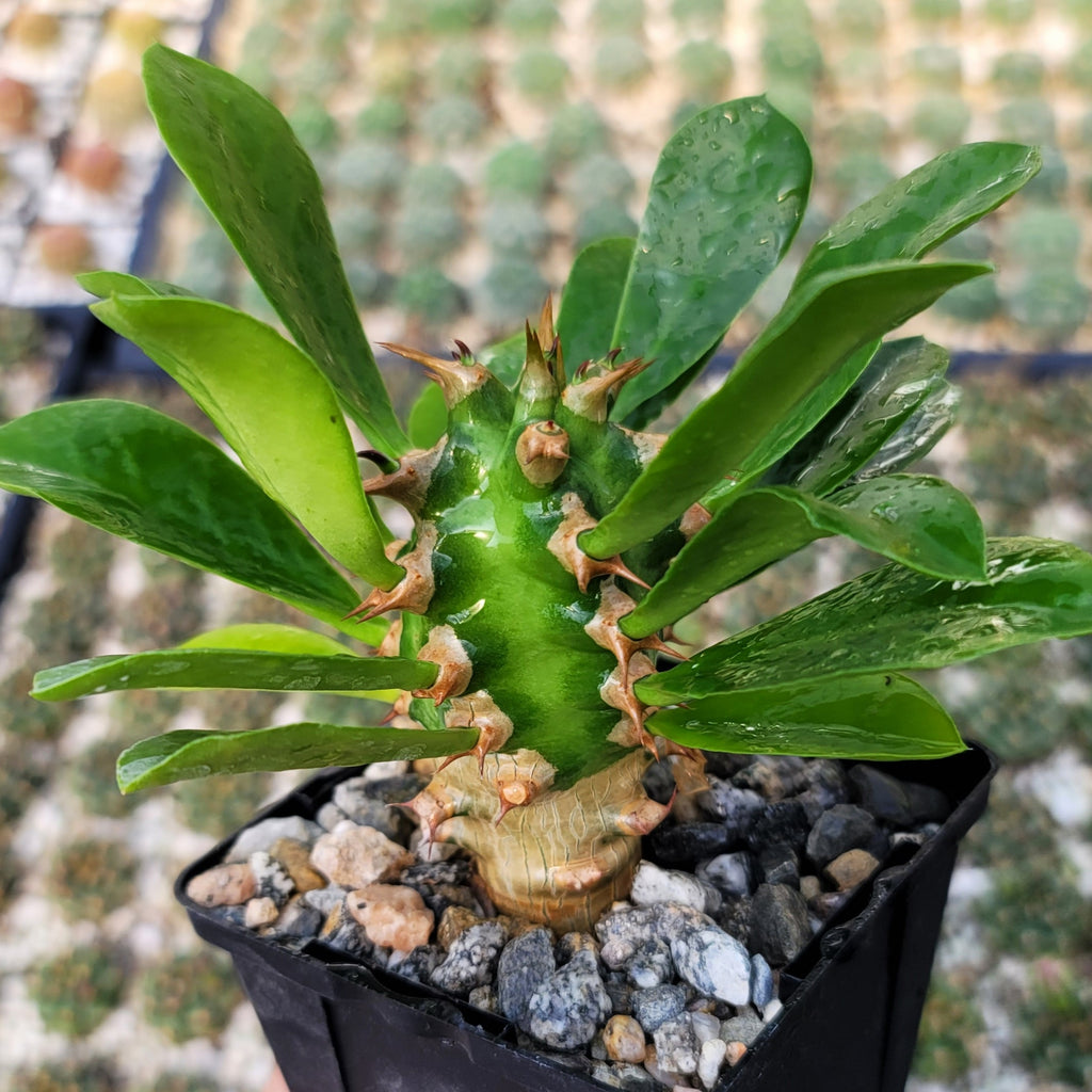 Euphorbia poissonii hybrid