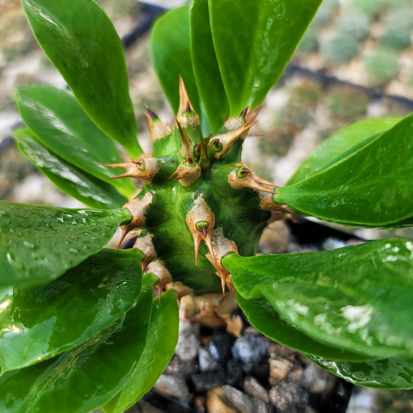 Euphorbia poissonii hybrid