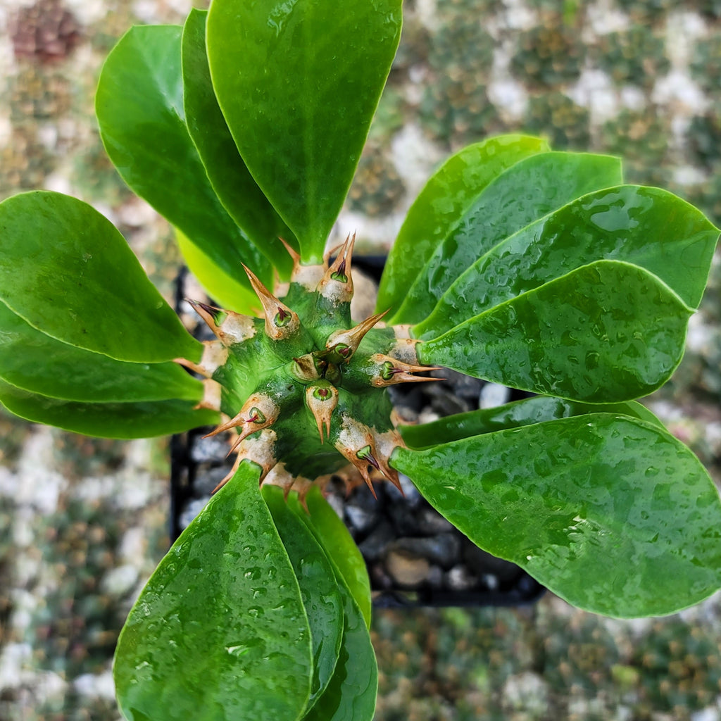 Euphorbia poissonii hybrid
