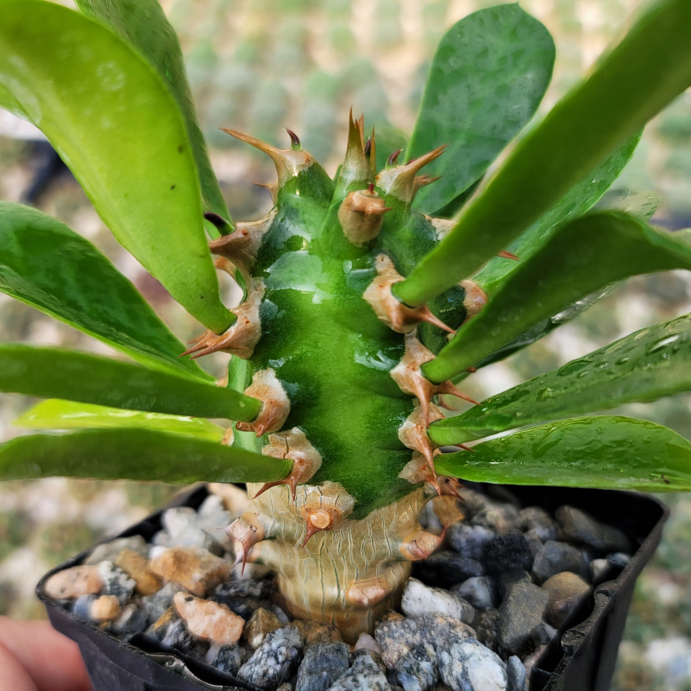 Euphorbia poissonii hybrid Desert