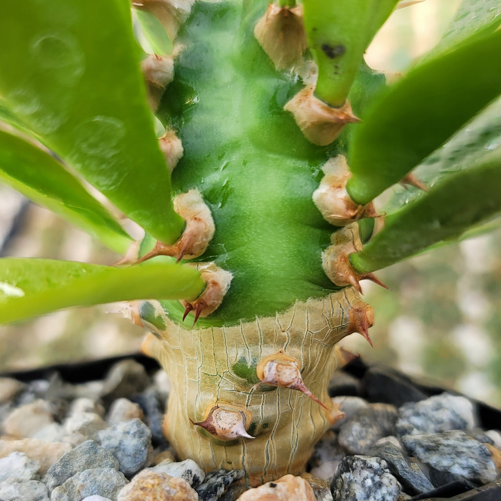 Euphorbia poissonii hybrid