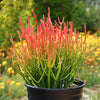 Pencil Cactus - Euphorbia tirucalli &