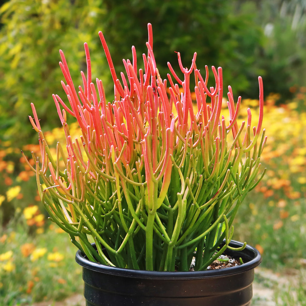 Sticks on Fire Succulent Bouquet