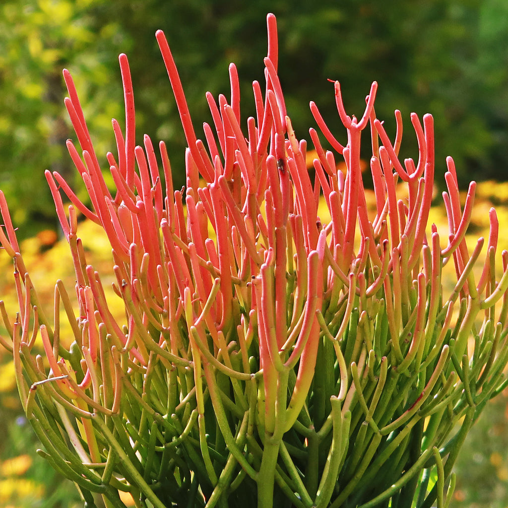 Pencil Cactus - Euphorbia tirucalli &