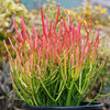 Pencil Cactus - Euphorbia tirucalli &