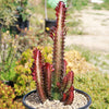 African Milk Tree - Euphorbia trigona &