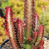 African Milk Tree - Euphorbia trigona &