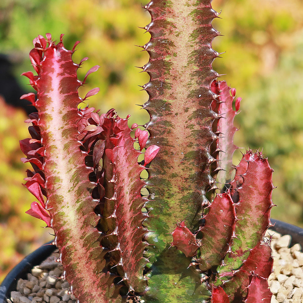 African Milk Tree - Euphorbia trigona &