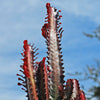 African Milk Tree - Euphorbia trigona &