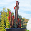 African Milk Tree - Euphorbia trigona &