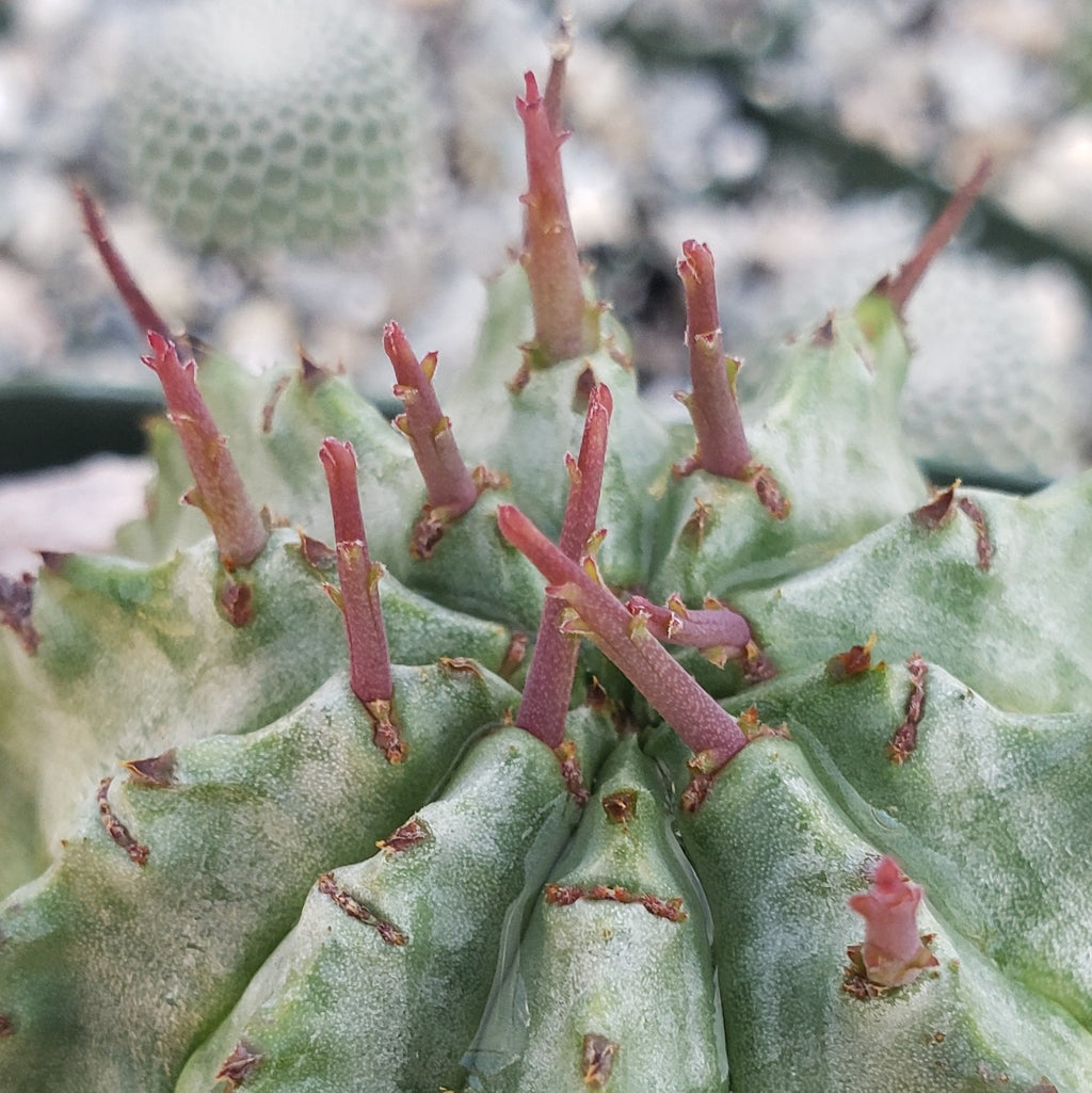 Euphorbia Horrida Major Nova