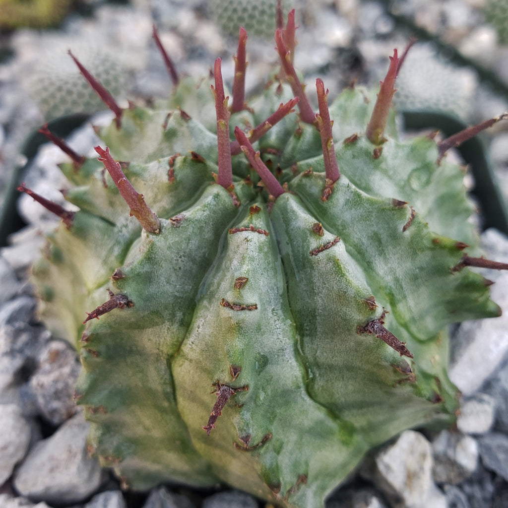 Euphorbia Horrida Major Nova