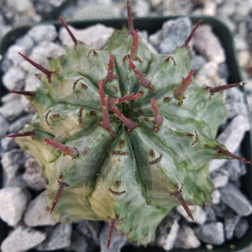 Euphorbia Horrida Major Nova